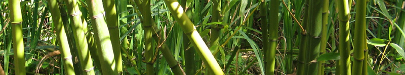 Golden Gate Park Bamboo